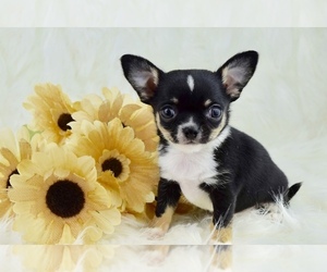Chihuahua Puppy for sale in IVA, SC, USA