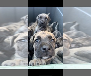 Presa Canario Puppy for sale in COMPTON, CA, USA