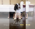 Small Photo #9 English Springer Spaniel Puppy For Sale in BAYVIEW, TX, USA