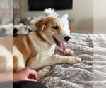 Small #9 Saint Bernard Mix