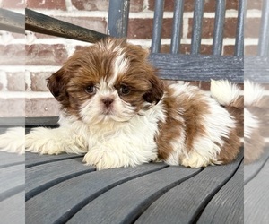Shih Tzu Puppy for sale in INDIANAPOLIS, IN, USA