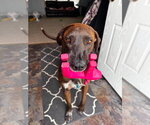 Small Photo #9 Great Dane-Labrador Retriever Mix Puppy For Sale in Bullard, TX, USA