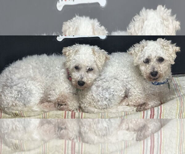 Medium Photo #5 Bichon Frise Puppy For Sale in Sioux Falls, SD, USA