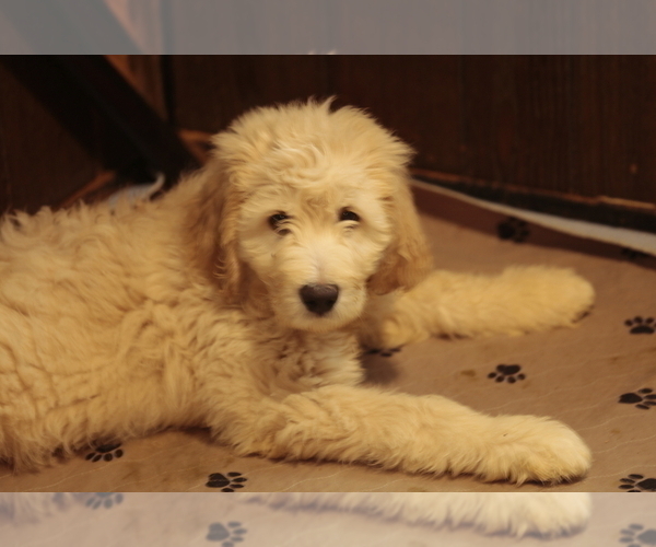 Medium Photo #3 Goldendoodle Puppy For Sale in HACKENSACK, NJ, USA