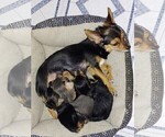 Small Photo #2 Chorkie-Yorkshire Terrier Mix Puppy For Sale in PHILADELPHIA, PA, USA