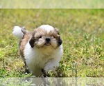 Small Photo #6 Shih Tzu Puppy For Sale in PALM COAST, FL, USA