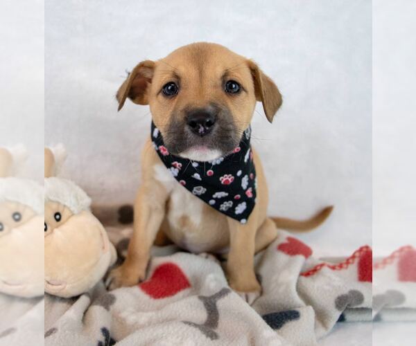 Medium Photo #4 Mutt Puppy For Sale in Kennesaw, GA, USA