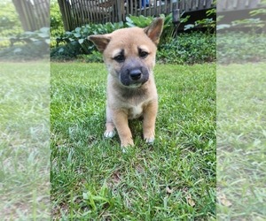 Shiba Inu Puppy for Sale in NEWFIELD, New Jersey USA