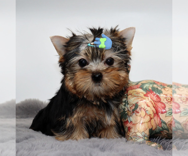 Medium Photo #3 Yorkshire Terrier Puppy For Sale in LOS ANGELES, CA, USA