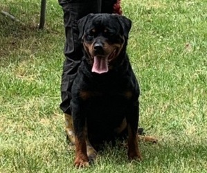Rottweiler Puppy for sale in ZEBULON, NC, USA