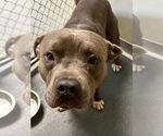 Small American Pit Bull Terrier-Staffordshire Bull Terrier Mix