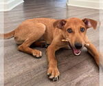 Small #6 German Pinscher Mix