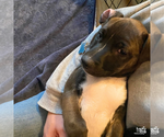 Small #10 Labrador Retriever Mix