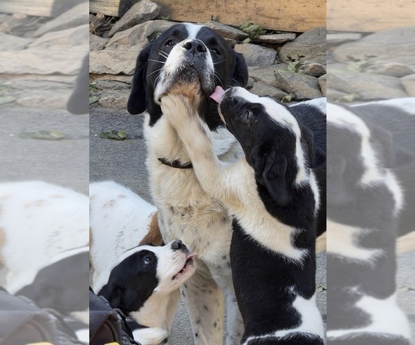 Medium Photo #25 Cane Corso-Saint Bernard Mix Puppy For Sale in WORCESTER, MA, USA