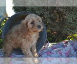 Small #3 Cavapoo