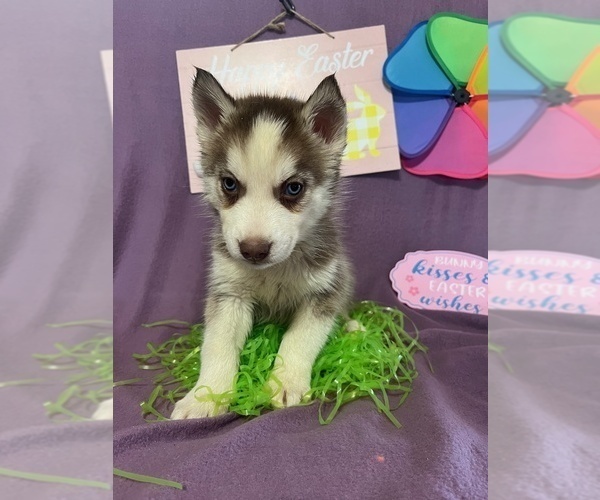 Medium Photo #13 Siberian Husky Puppy For Sale in DEARBORN, MO, USA
