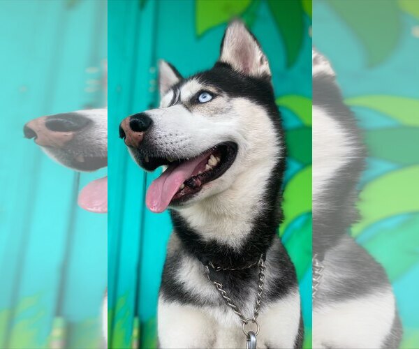 Medium Photo #2 Siberian Husky Puppy For Sale in Marina Del Rey, CA, USA