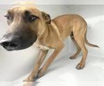 Small Black Mouth Cur
