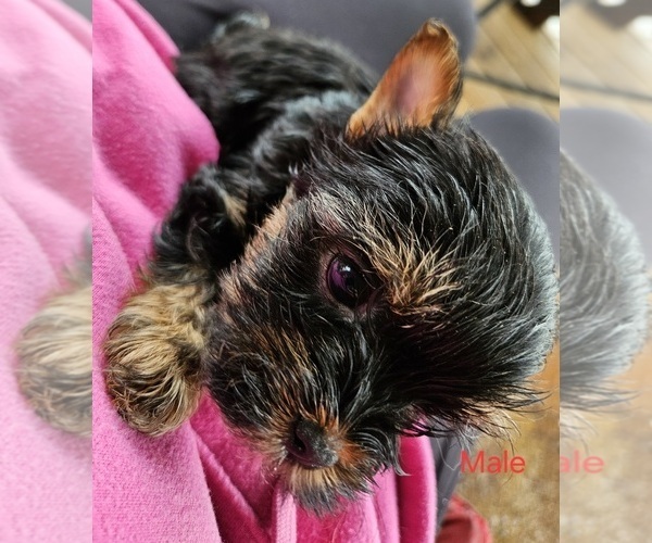 Medium Photo #4 Yorkshire Terrier Puppy For Sale in CONKLIN, NY, USA