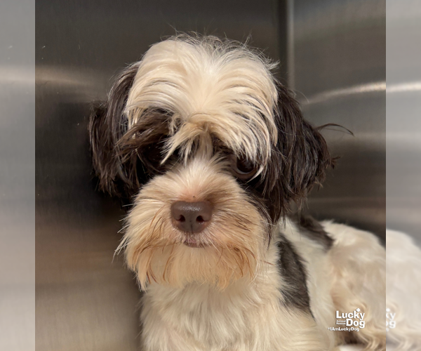 Medium Photo #2 Shih Tzu-Unknown Mix Puppy For Sale in Washington, DC, USA