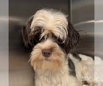Small #1 Shih Tzu Mix