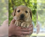 Puppy Yellow Female 1 Labrador Retriever