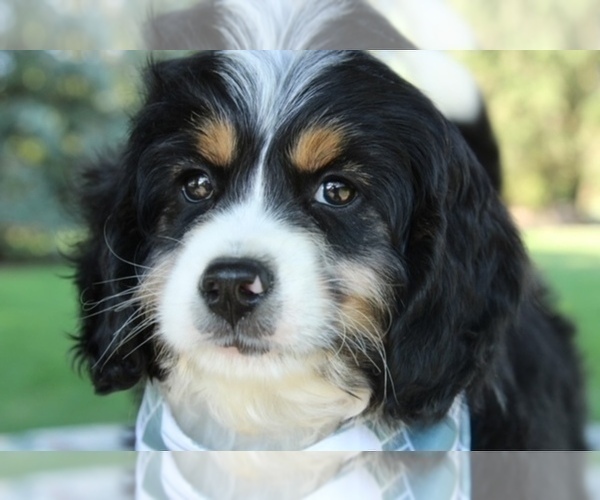 Medium Photo #4 Bernedoodle (Miniature) Puppy For Sale in BOSWELL, IN, USA