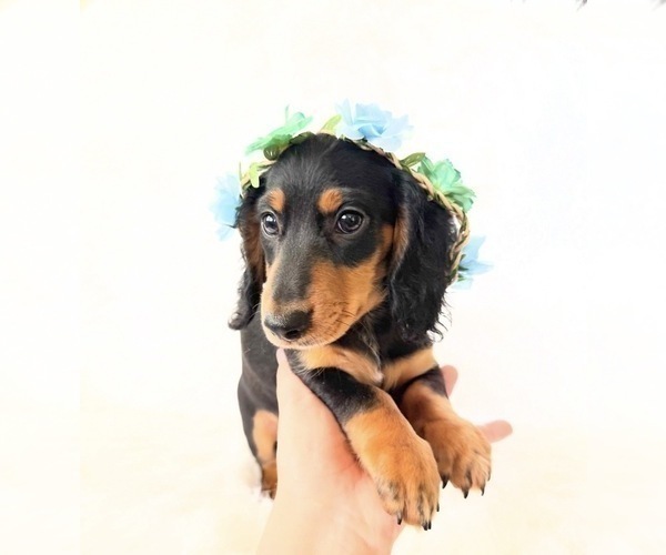 Medium Photo #9 Dachshund Puppy For Sale in DAVIS, CA, USA