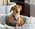 Small #2 Basset Hound Mix