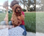 Small Photo #10 Goldendoodle (Miniature) Puppy For Sale in GLENN, CA, USA