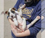 Small #5 American Staffordshire Terrier-Boxer Mix