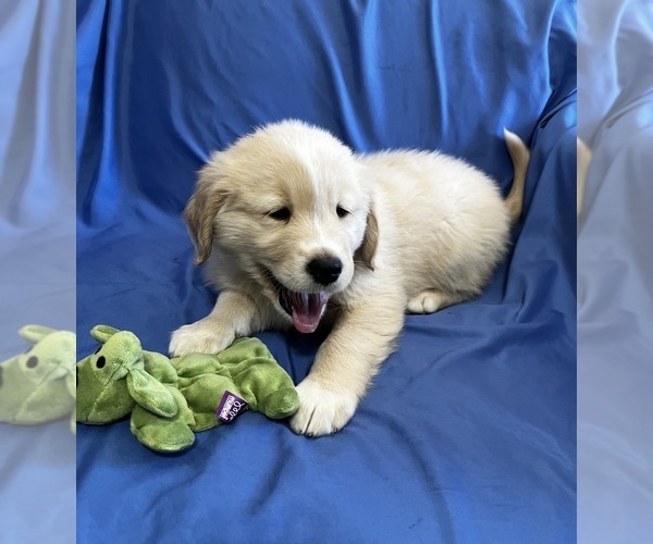 Medium Photo #3 Golden Labrador Puppy For Sale in LIVE OAK, FL, USA