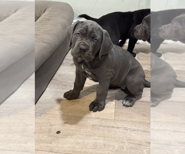 Medium Photo #18 Cane Corso Puppy For Sale in COLONIAL HEIGHTS, VA, USA