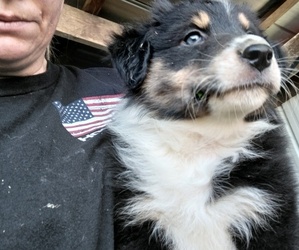 Australian Shepherd Puppy for sale in WEST ALEXANDRIA, OH, USA