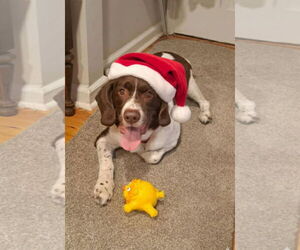 Border Collie-Brittany Mix Dogs for adoption in Curwensville, PA, USA