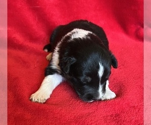 Shel-Aussie Puppy for sale in FORT MORGAN, CO, USA