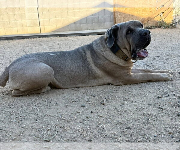 Medium Photo #7 Mutt Puppy For Sale in Goodyear, AZ, USA