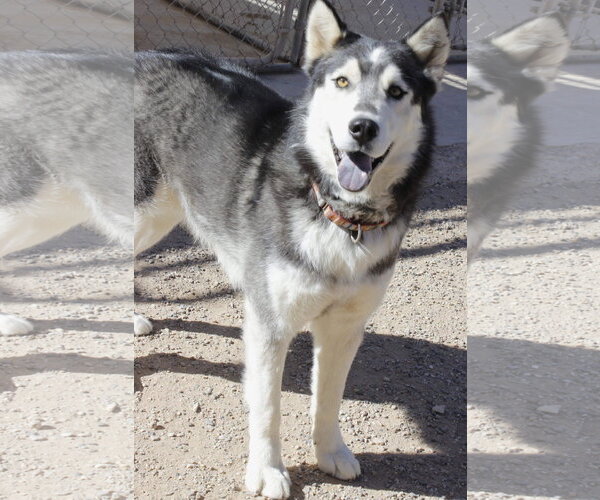 Medium Photo #3 Siberian Husky Puppy For Sale in Cedar Crest, NM, USA