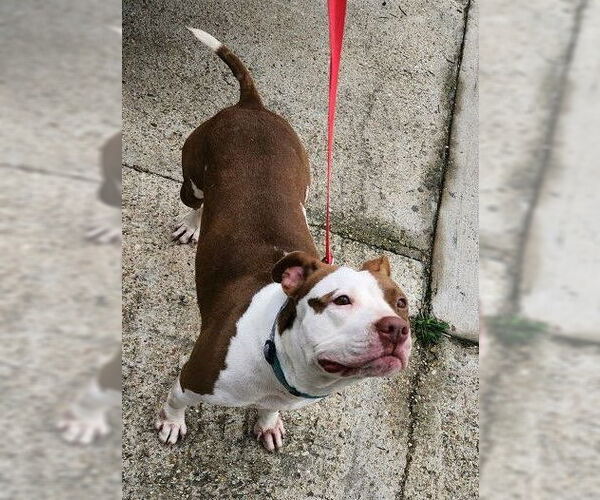 Medium Photo #23 American Pit Bull Terrier-Unknown Mix Puppy For Sale in Oakhurst, NJ, USA
