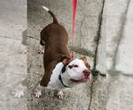Small #22 American Pit Bull Terrier Mix
