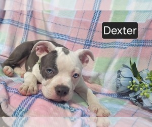 Boston Terrier Puppy for sale in MINERAL WELLS, WV, USA