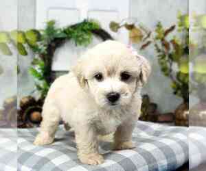 Maltipoo Puppy for sale in NAPLES, FL, USA