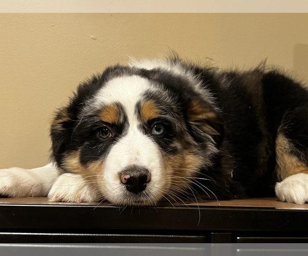 Medium Photo #3 Australian Shepherd Puppy For Sale in WOODSTOCK, IL, USA