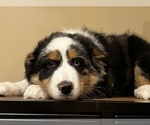 Small Photo #3 Australian Shepherd Puppy For Sale in WOODSTOCK, IL, USA
