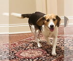 Small Beagle Mix