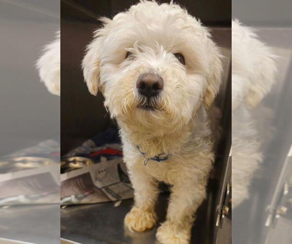 Medium Photo #1 Maltese-Unknown Mix Puppy For Sale in Canton, CT, USA