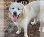 Small #2 Great Pyrenees Mix
