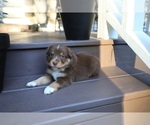 Small Photo #53 Miniature Australian Shepherd Puppy For Sale in DAWSON, GA, USA