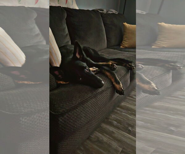 Medium Photo #6 German Shepherd Dog Puppy For Sale in New Hill, NC, USA