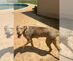 Small Great Dane